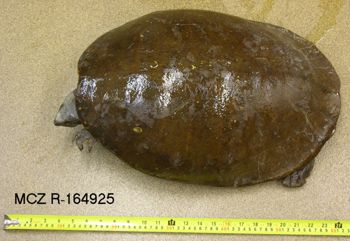 Media type: image; Herpetology R-164925